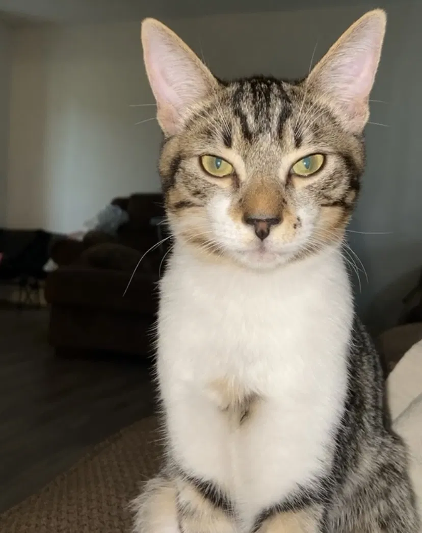 Lost cat in Oceanside, CA, 92058