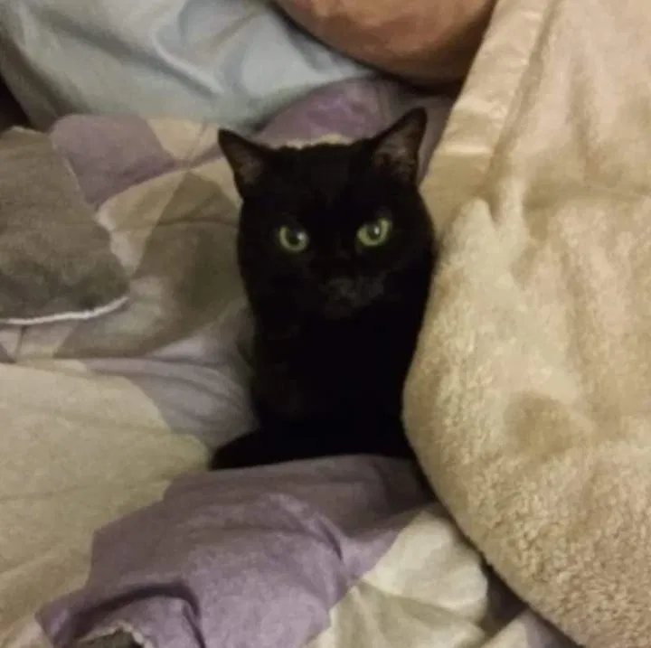 Lost cat in Louisville, KY, 40222