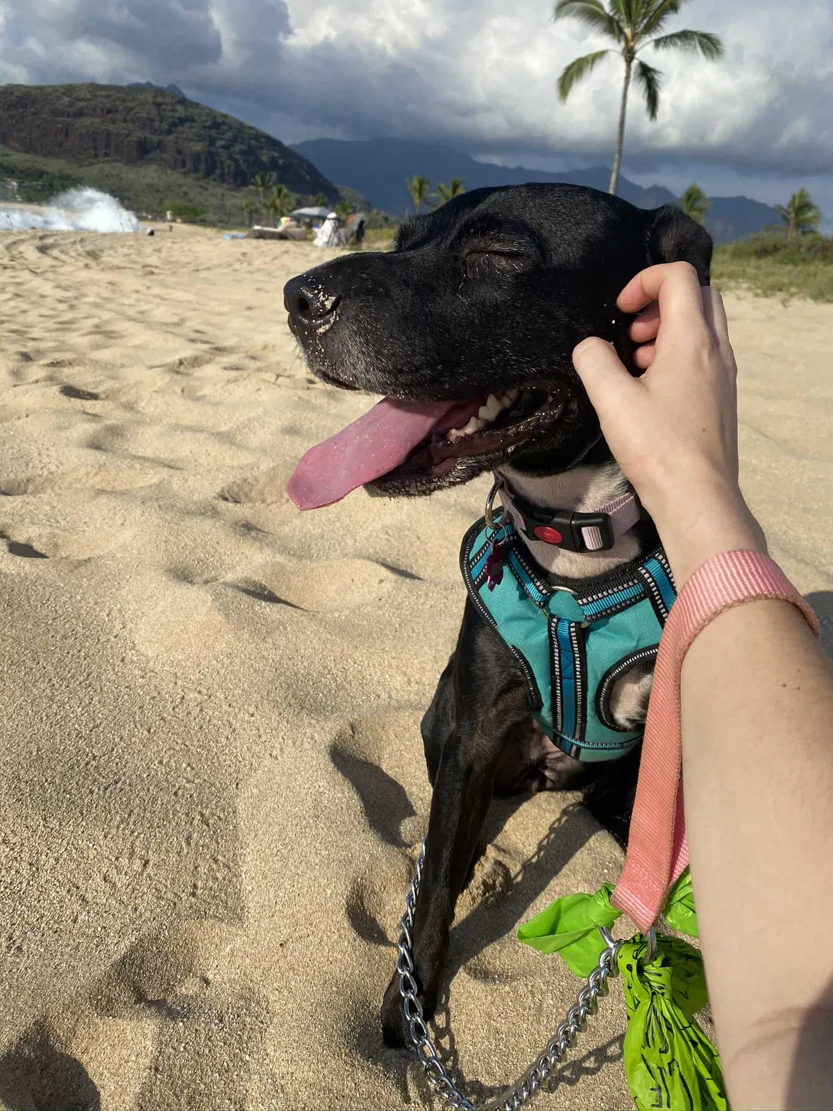 Lost dog in Waianae, HI, 96792