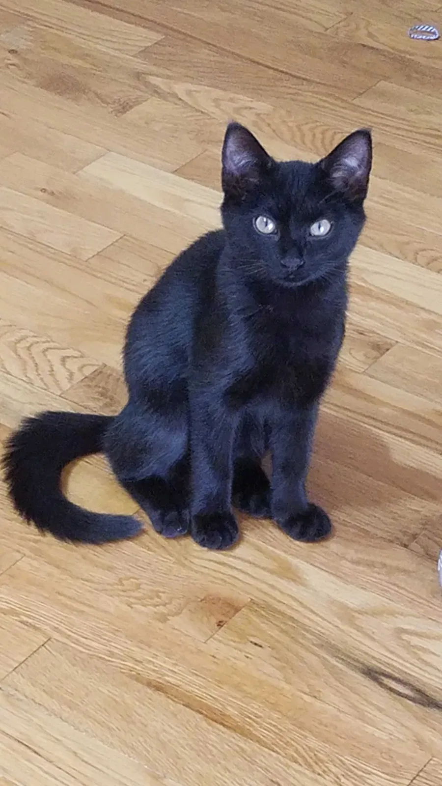 Lost cat in Hickory, NC, 28601