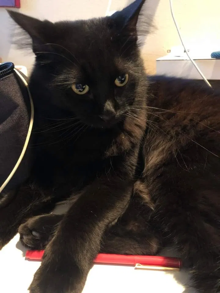 Lost cat in Wichita, KS, 67203