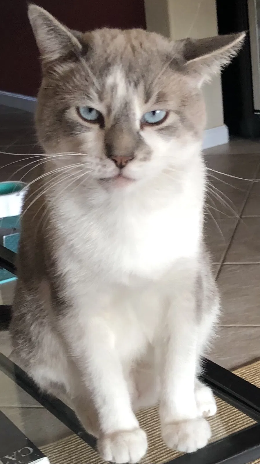 Lost cat in Boynton Beach, FL, 33437