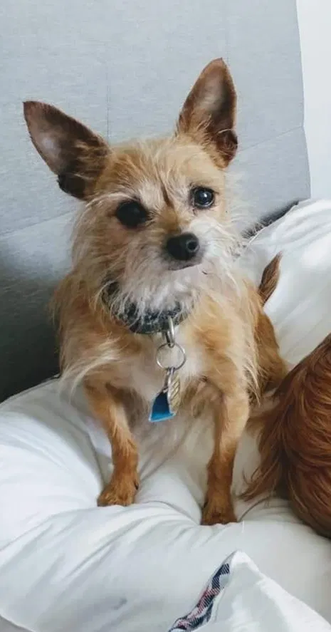 Lost dog in Salt Lake City, UT, 84129