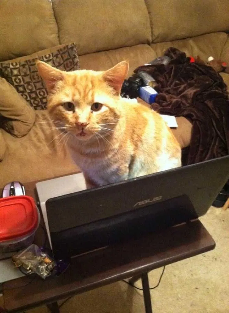 Lost cat in Asheboro, NC, 27203
