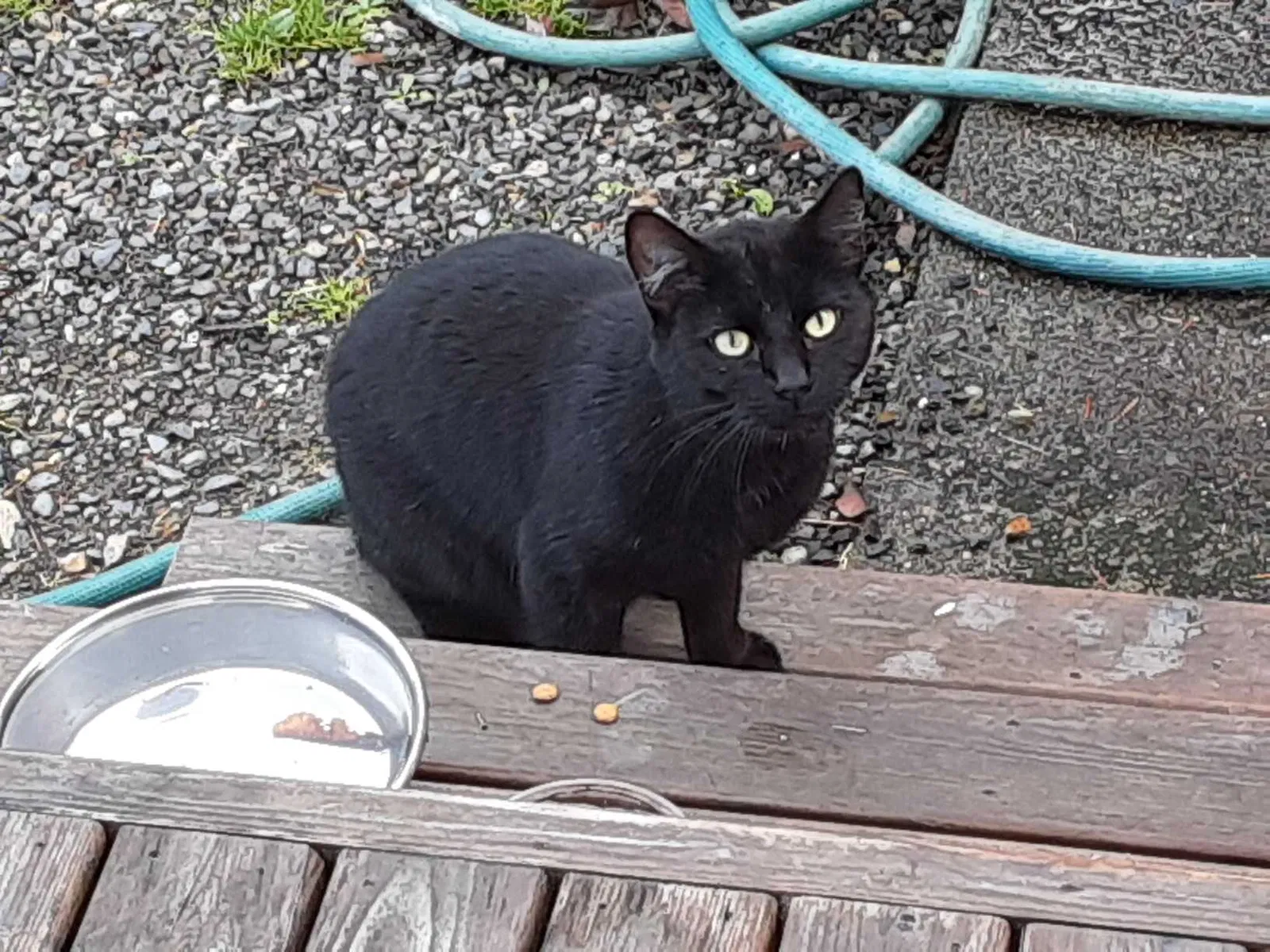 Found cat in Olympia, WA, 98506