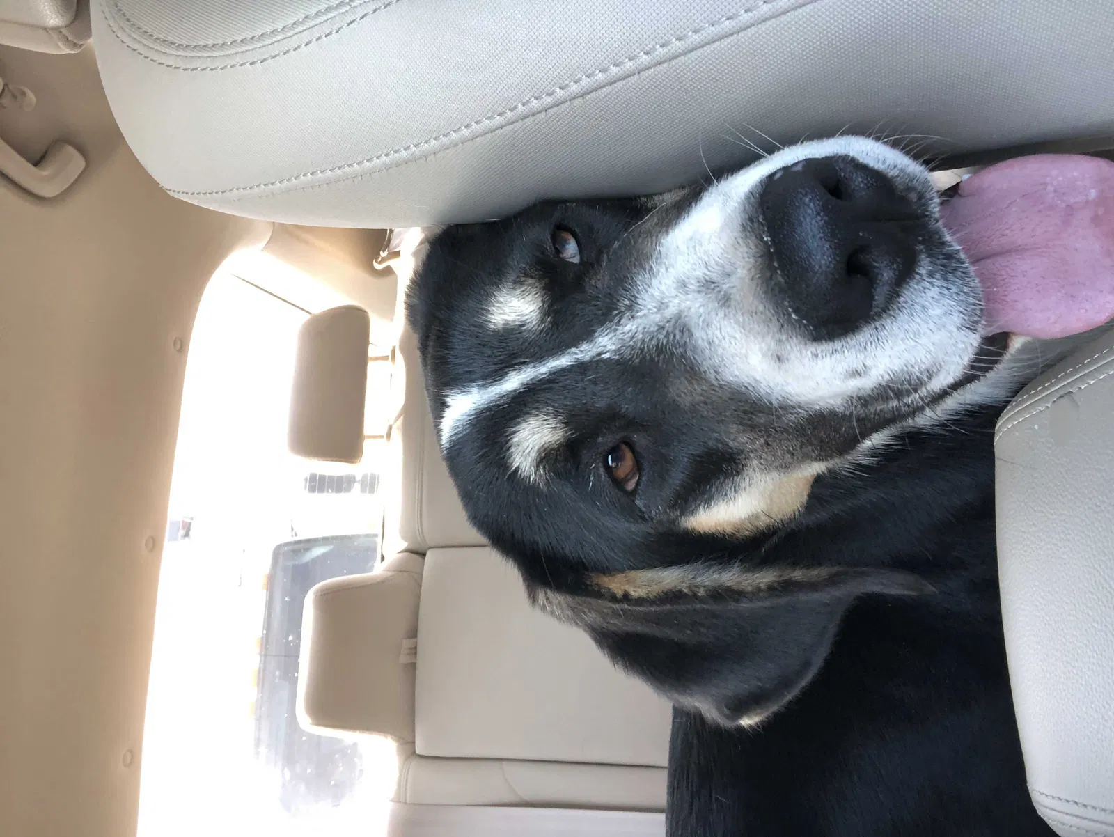 Found dog in San Diego, CA, 92139