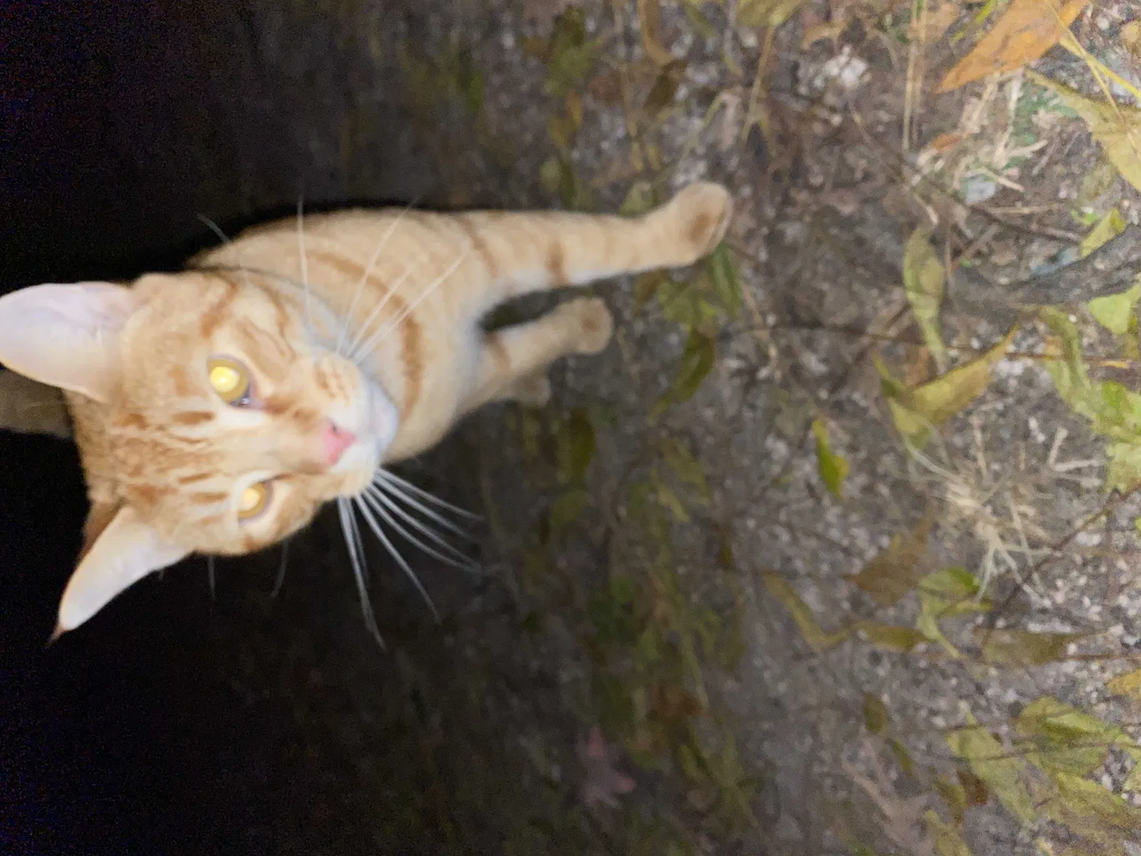Found cat in Grand Rapids, MI, 49505
