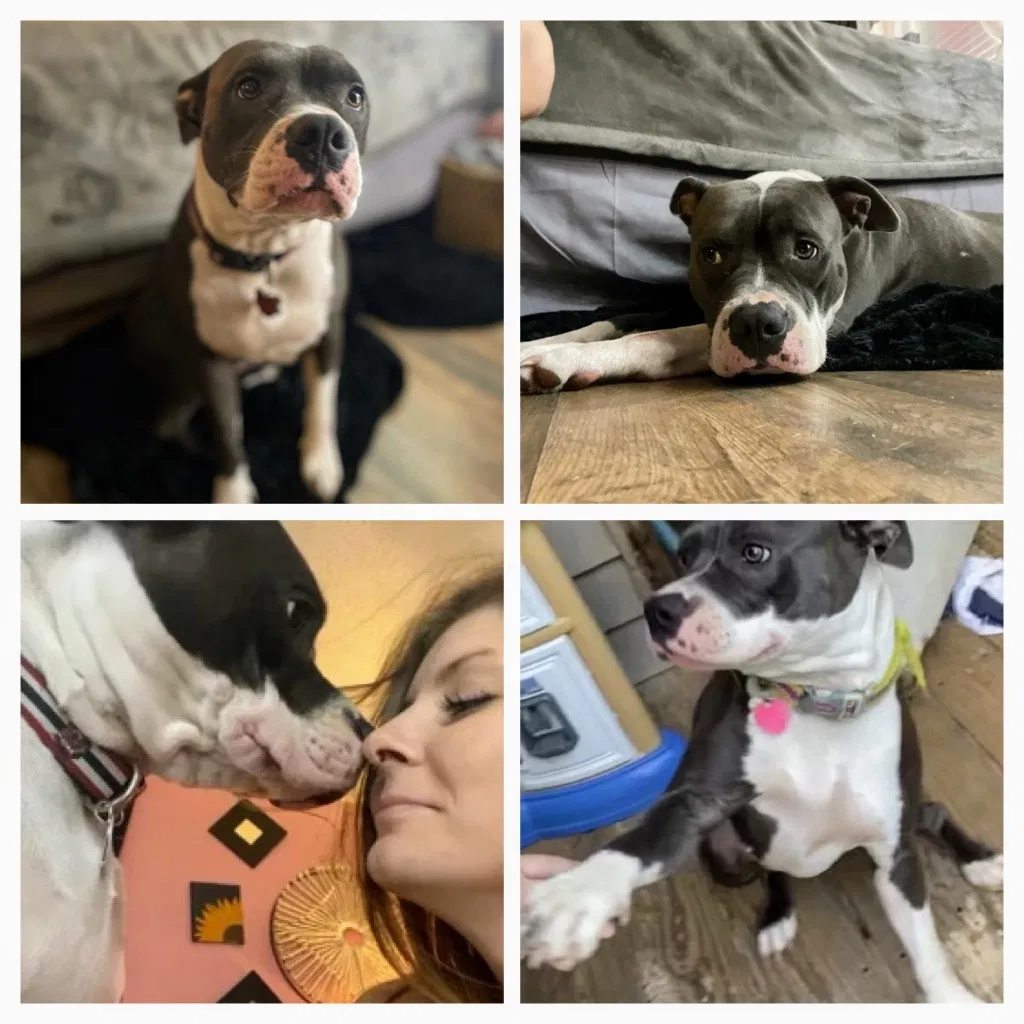 Lost dog in Lexington, SC, 29073