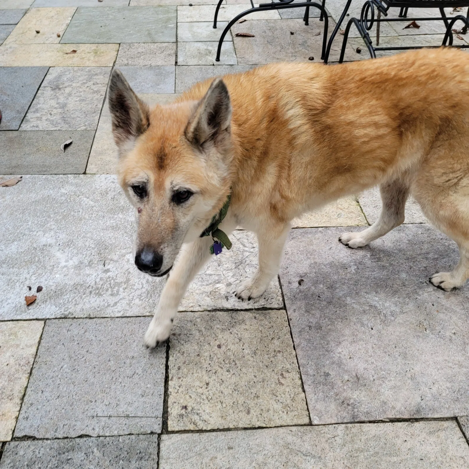 Lost dog in Atglen, PA, 19310