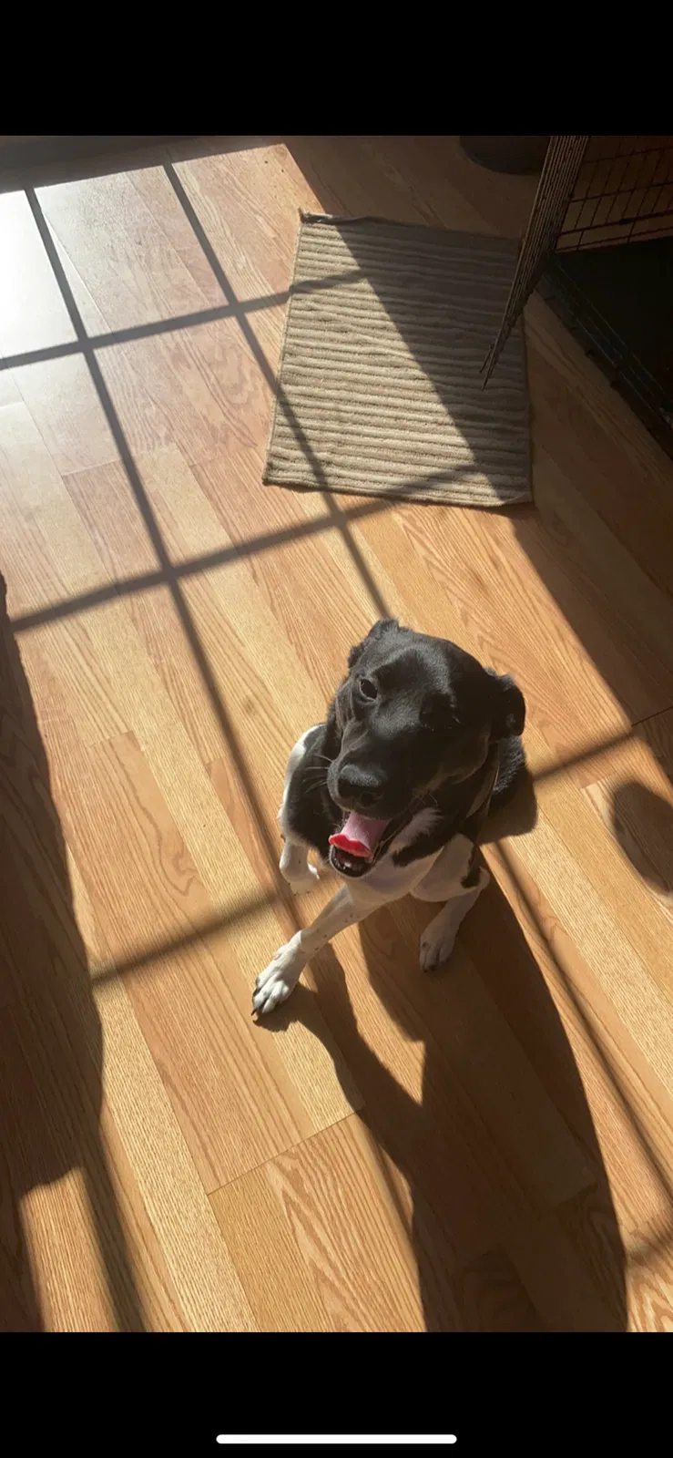 Lost dog in Winston Salem, NC, 27107