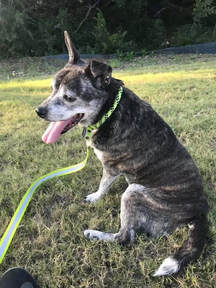 Lost dog in San Antonio, TX, 78247
