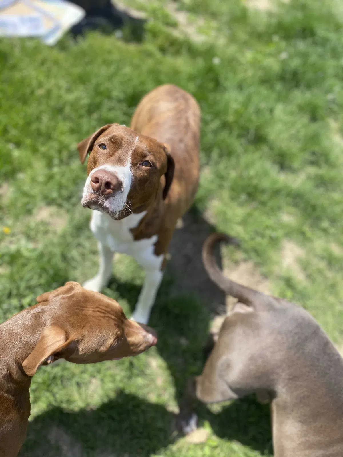 Lost dog in Fort Wayne, IN, 46802