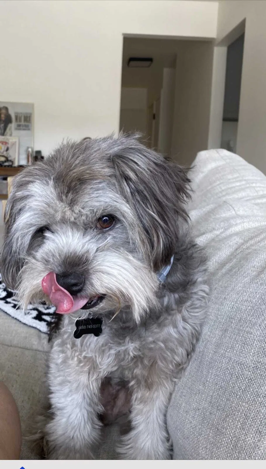 Lost dog in Modesto, CA, 95358
