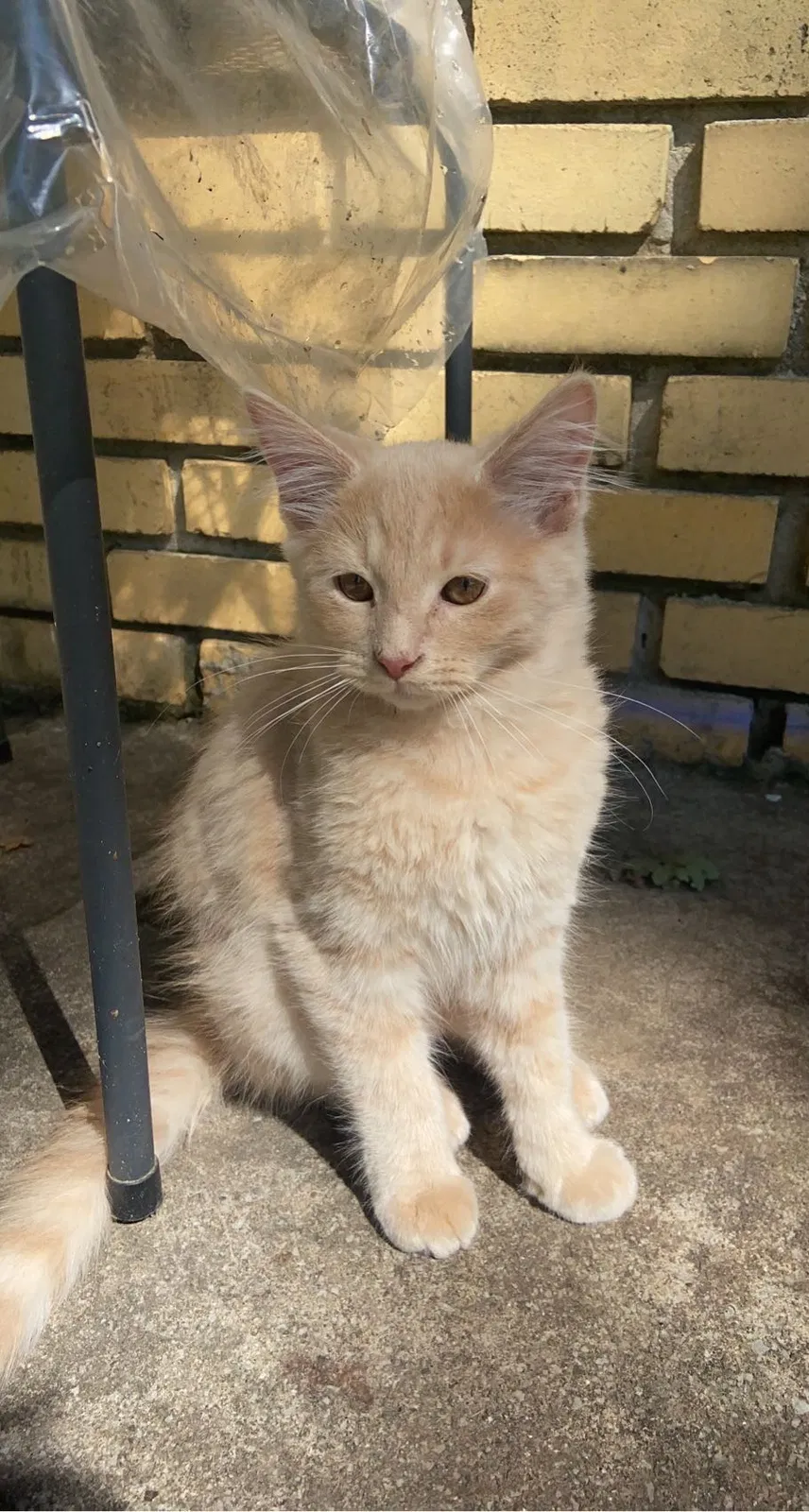 Lost cat in Knoxville, TN, 37921