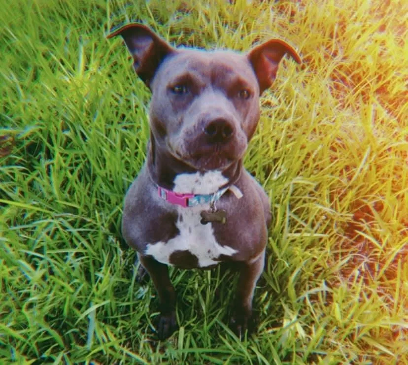 Lost dog in Corpus Christi, TX, 78415