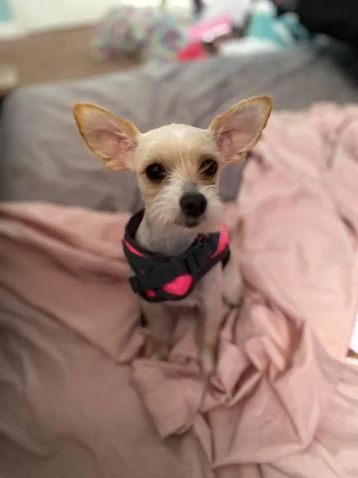 Lost dog in Dallas, TX, 75227
