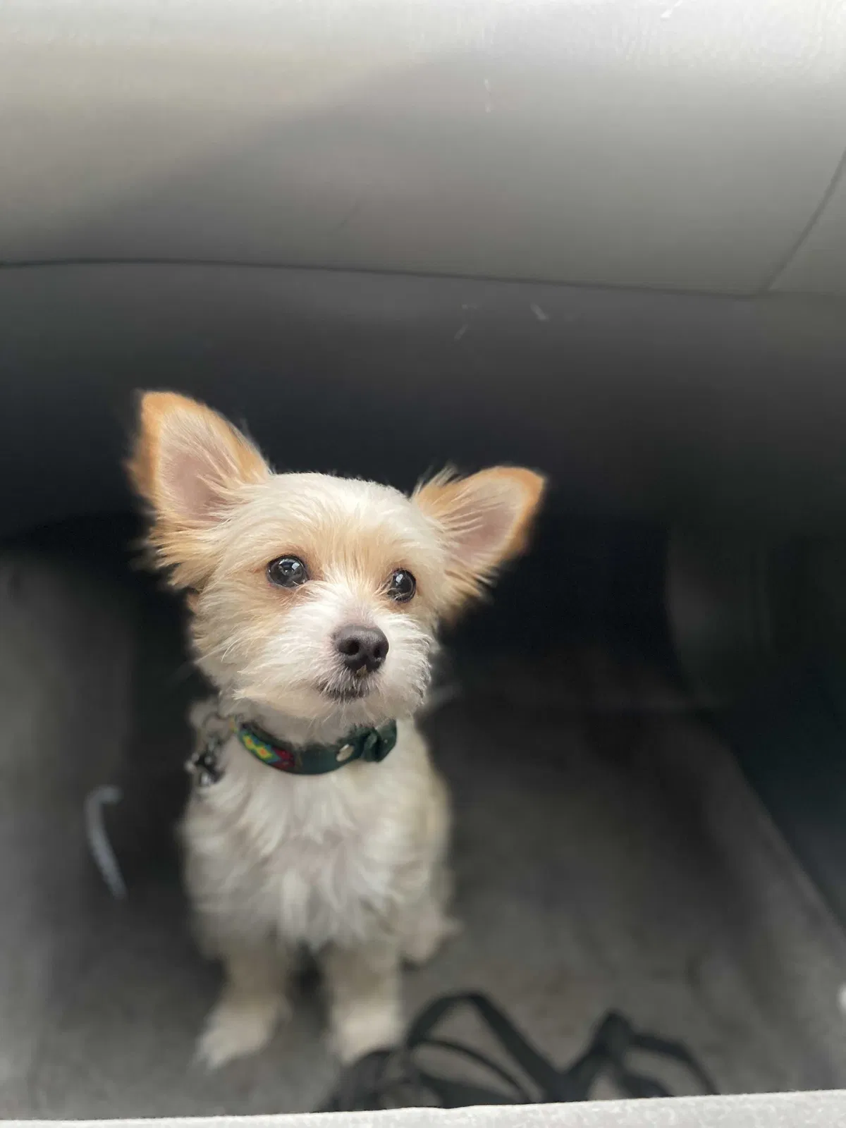 Lost dog in Dallas, TX, 75227