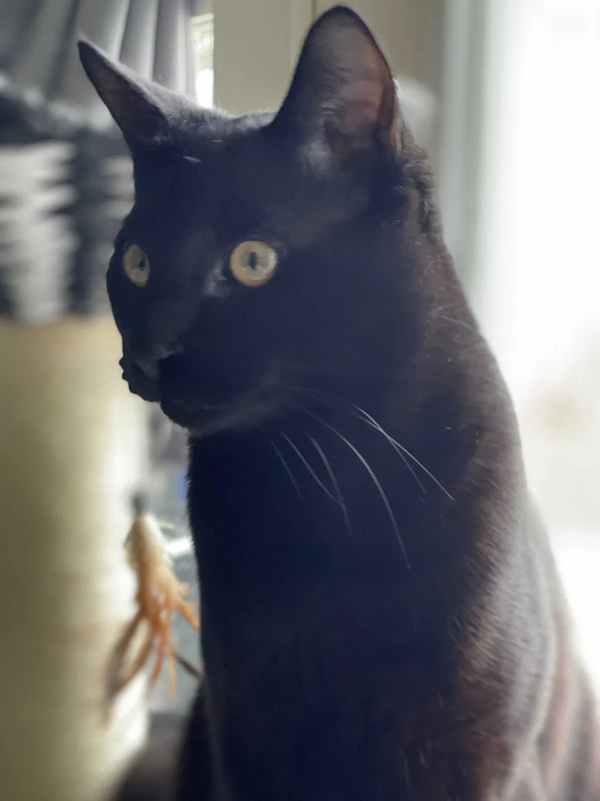 Lost cat in Bellingham, WA, 98225
