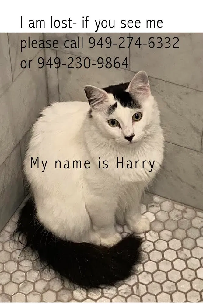 Lost cat in Dana Point, CA, 92629