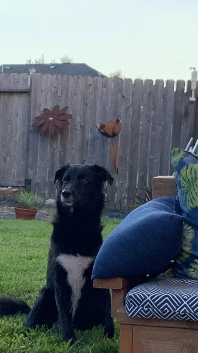 Lost dog in Richmond, TX, 77469
