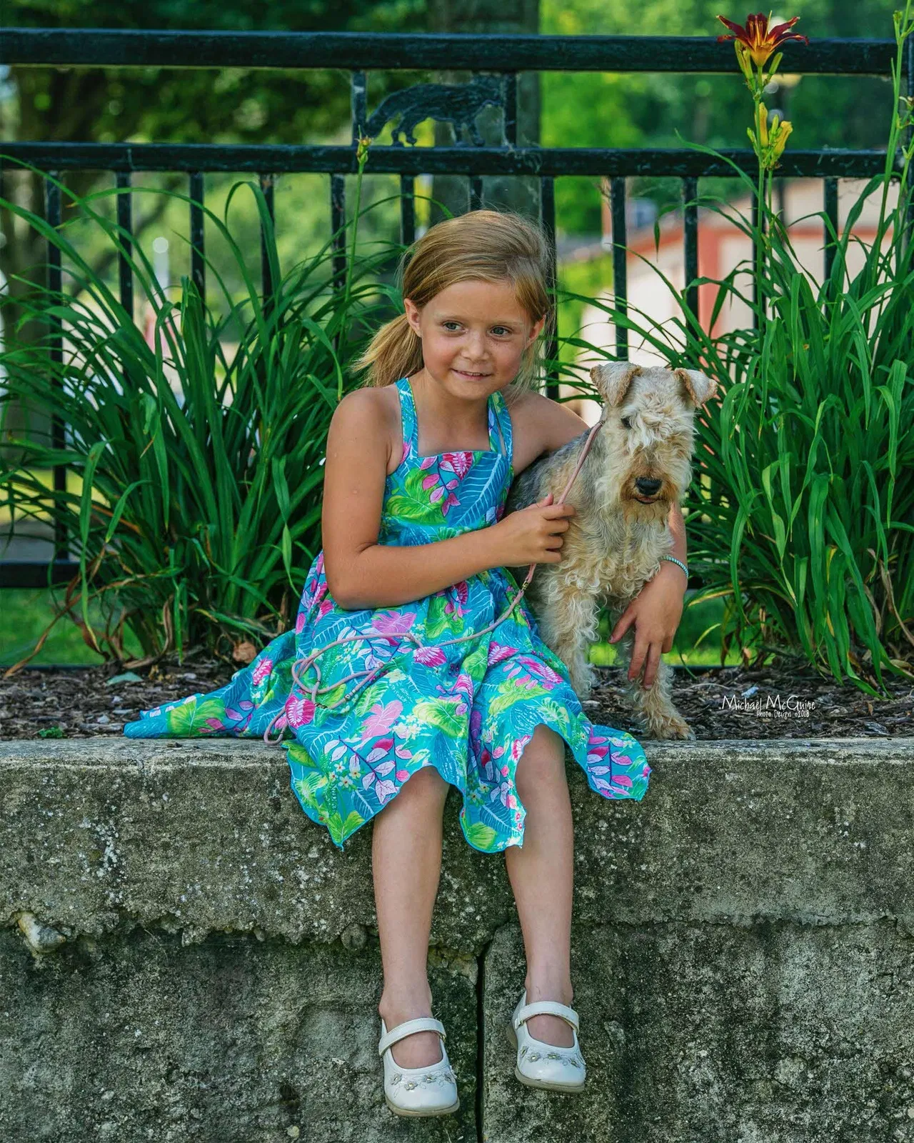 Lost dog in Plano, IL, 60545