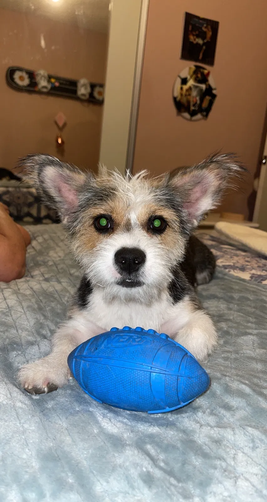 Lost dog in Hesperia, CA, 92345
