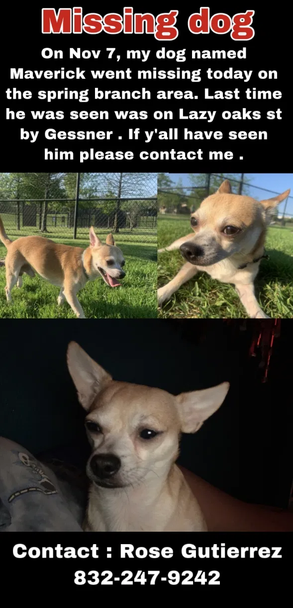 Lost dog in Houston, TX, 77080