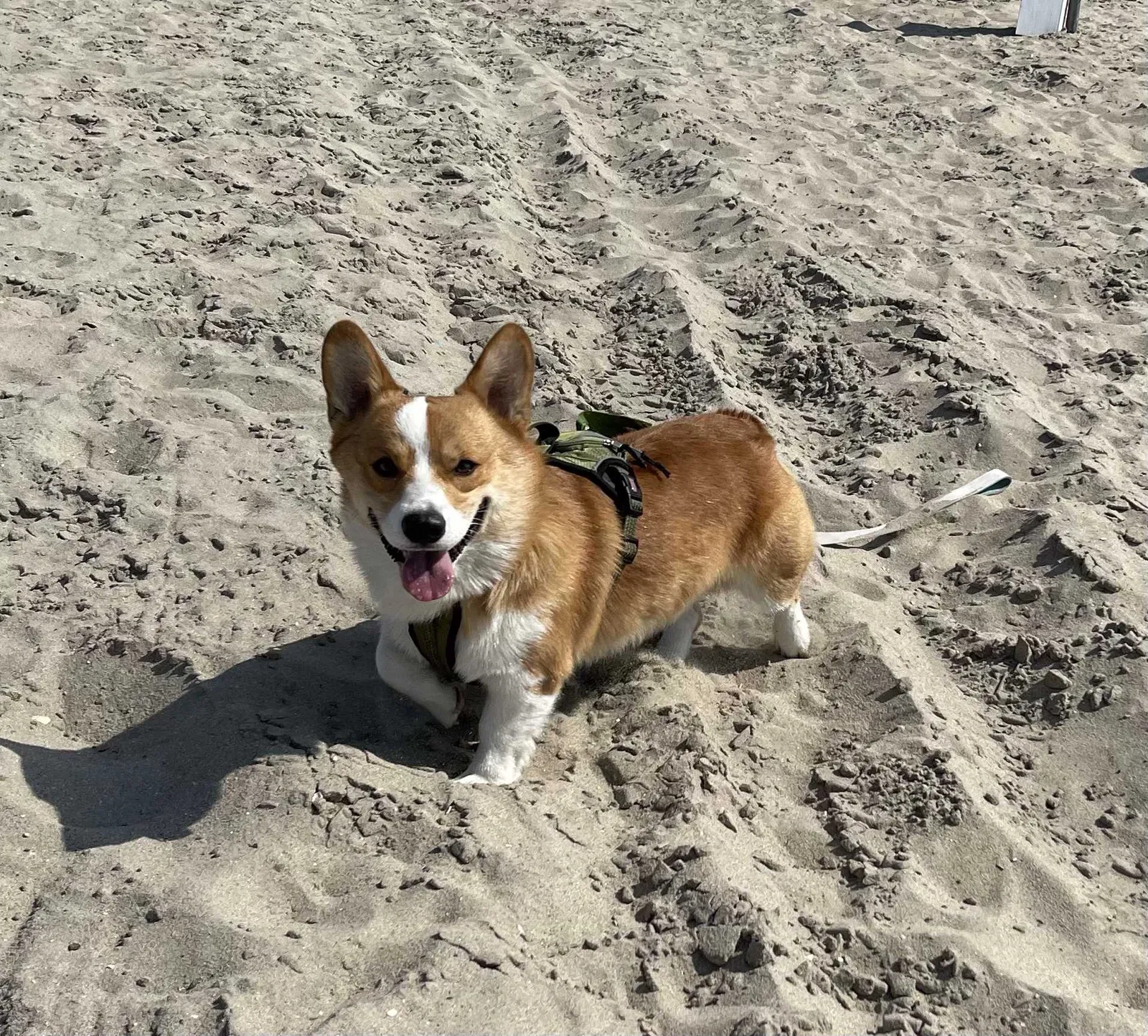 Lost dog in Los Angeles, CA, 90059