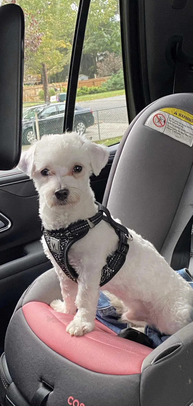 Lost dog in Central Islip, NY, 11722