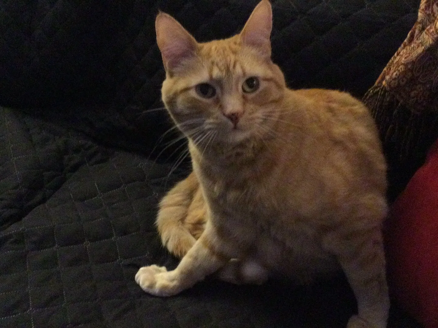 Lost cat in Monterey, CA, 93940