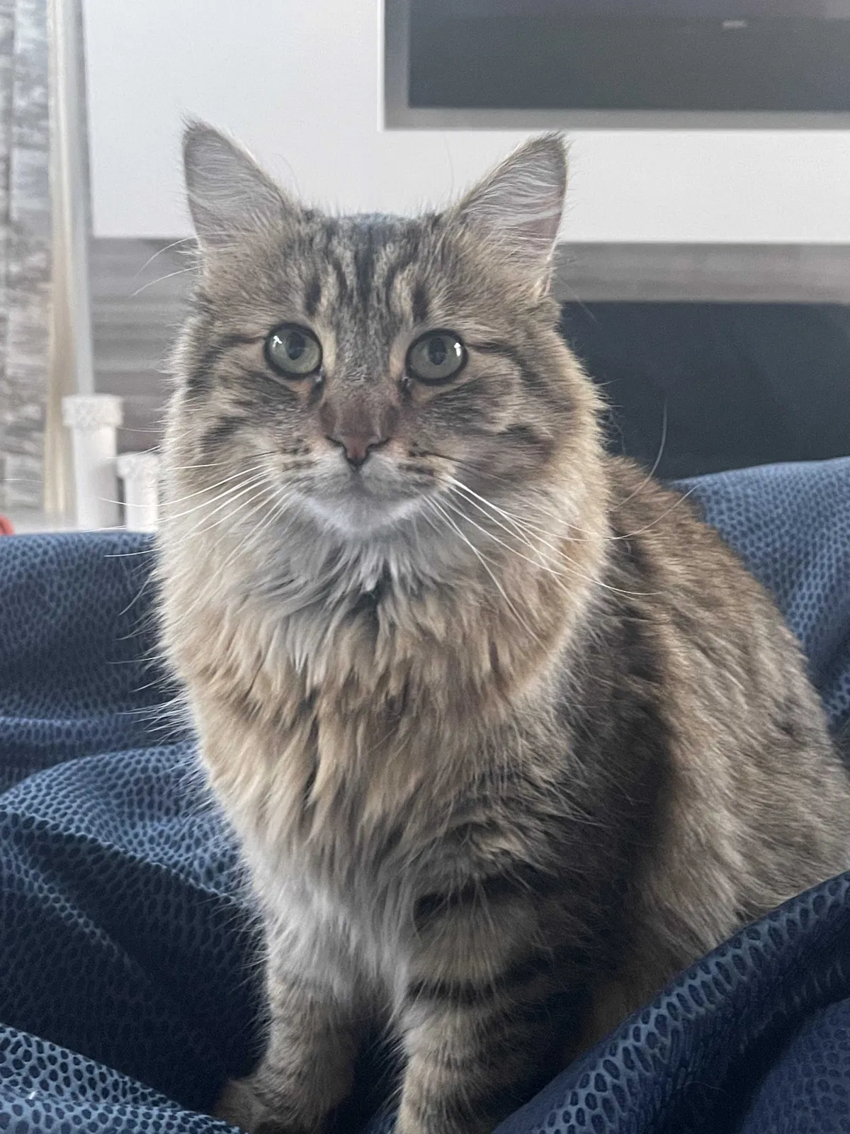 Lost cat in Salt Lake City, UT, 84124