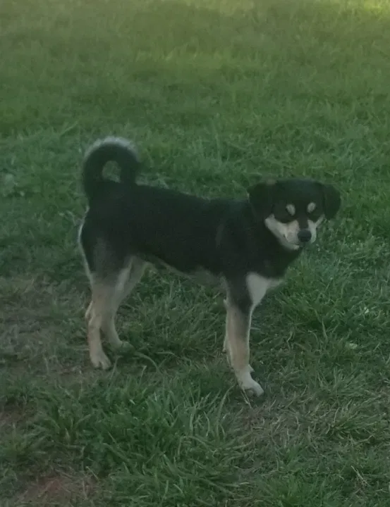 Lost dog in Dobson, NC, 27017
