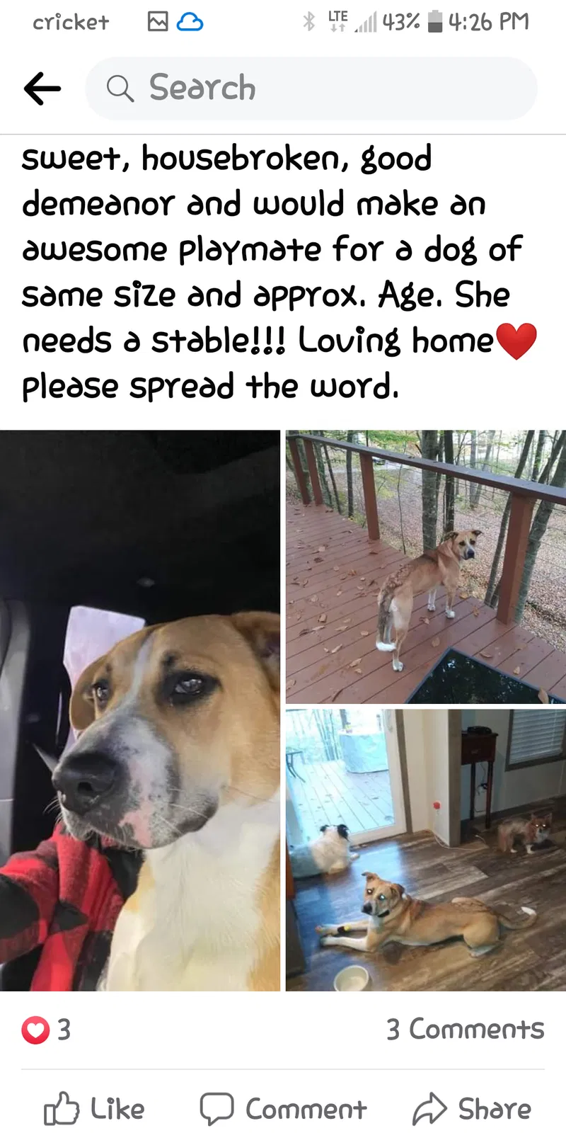 Found dog in Rogersville, TN, 37857