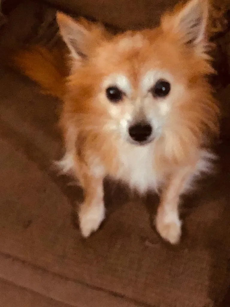 Lost dog in Orlando, FL, 32822