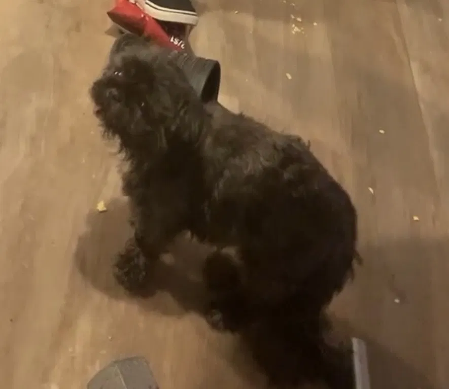 Lost dog in Dallas, TX, 75220