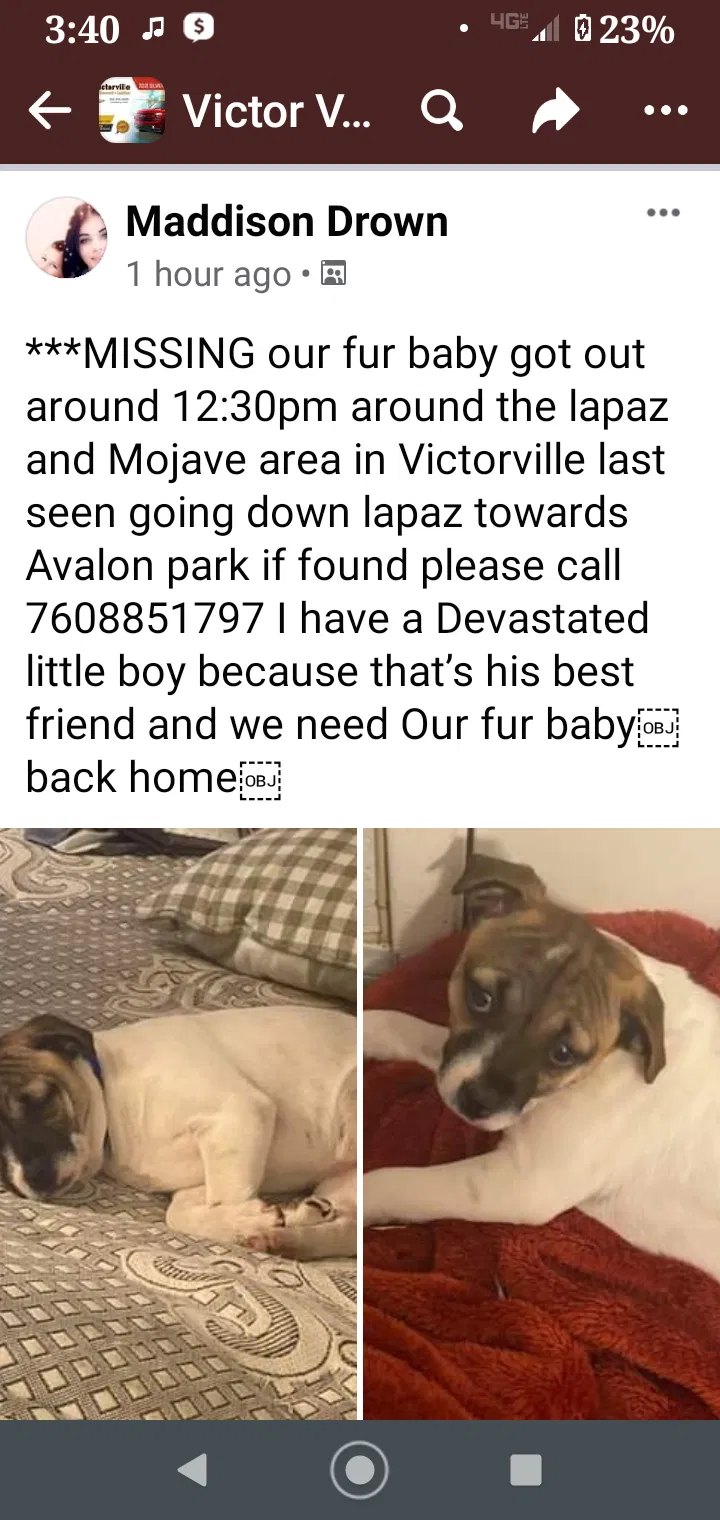 Lost dog in Victorville, CA, 92395