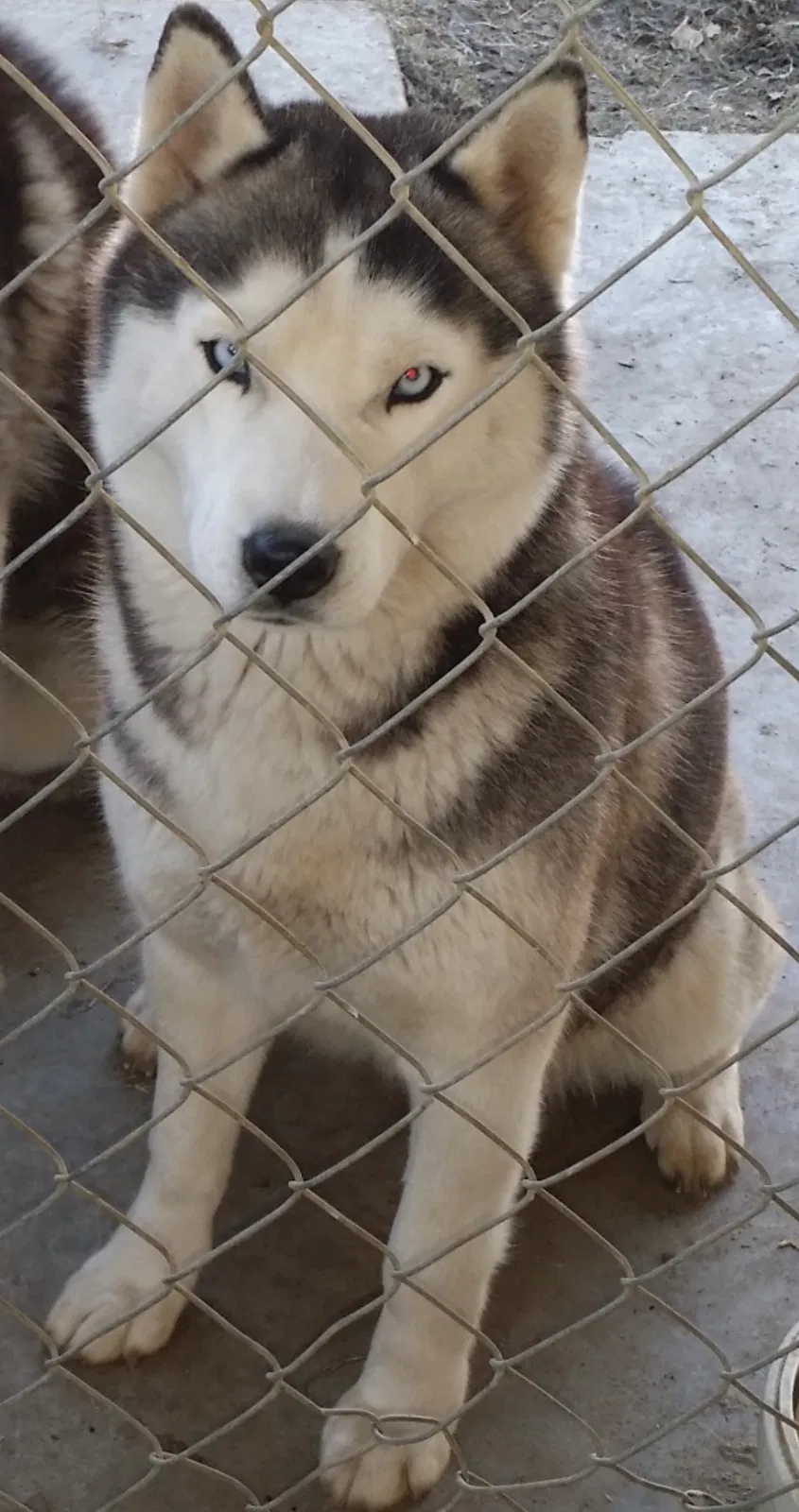 Lost dog in Bakersfield, CA, 93306