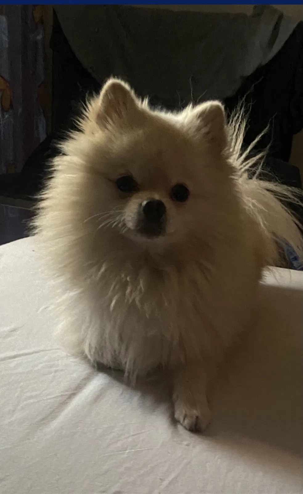 Lost dog in West Hollywood, CA, 90069
