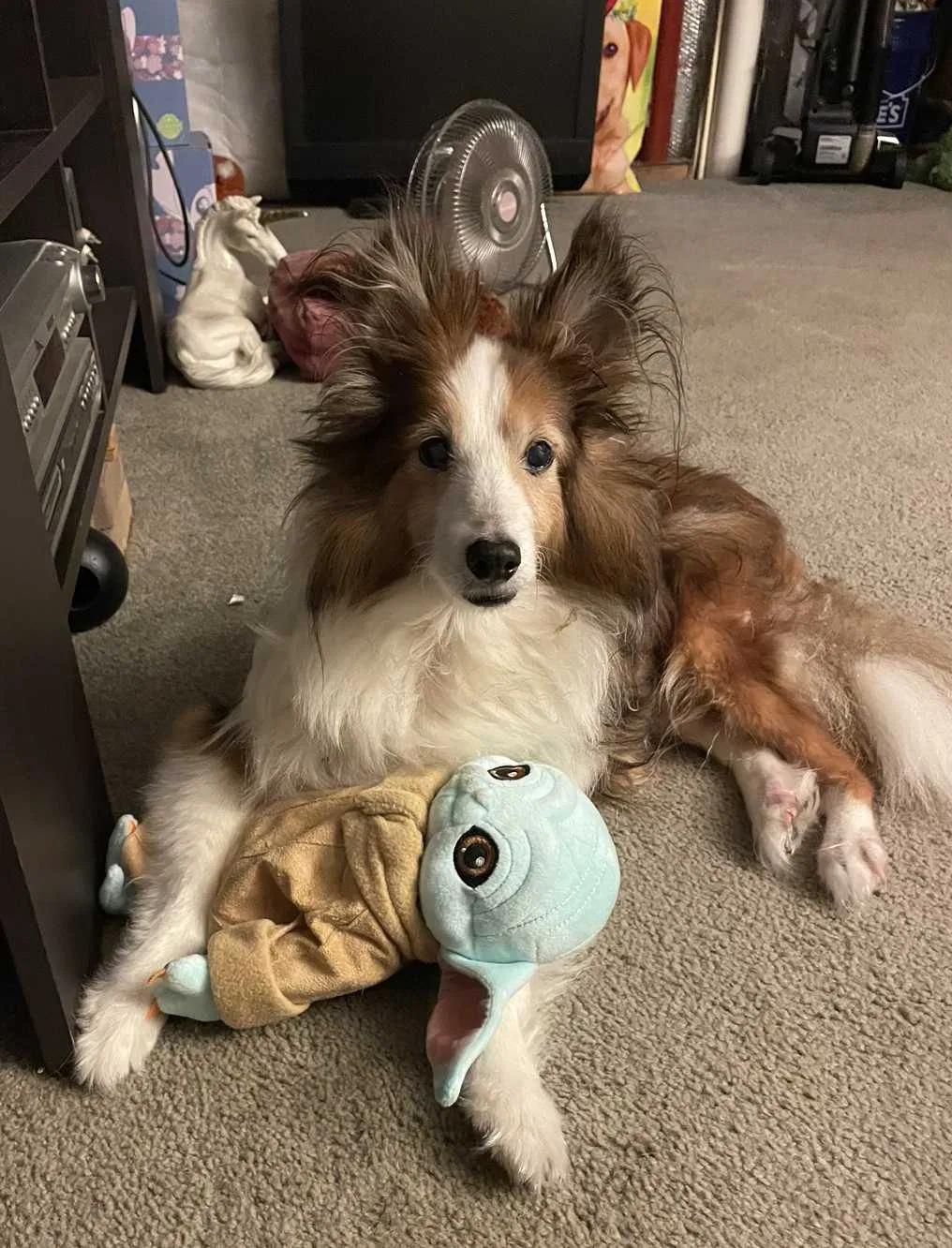 Lost dog in Glen Arm, MD, 21057