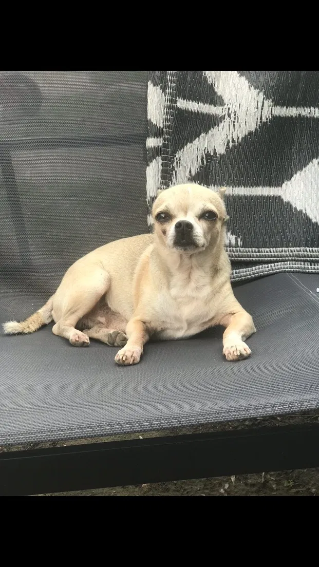Lost dog in Houston, TX, 77092