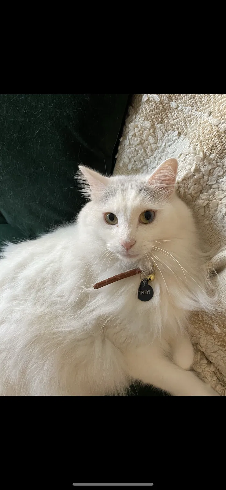 Lost cat in Los Angeles, CA, 90038