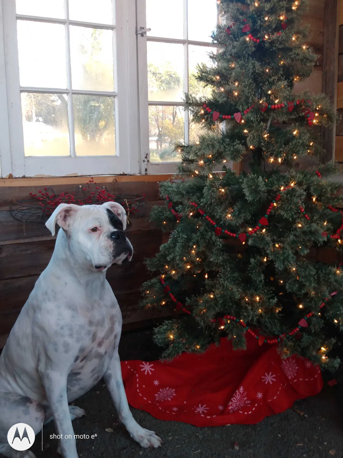 Lost dog in Boise, ID, 83709