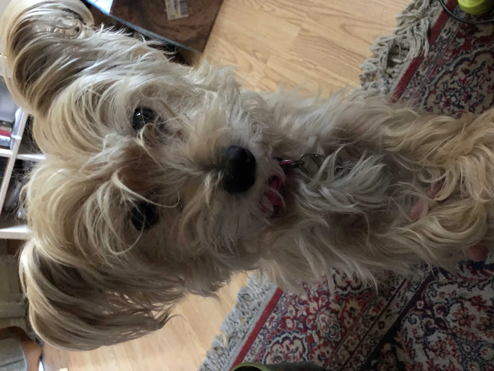 Lost dog in Garden Grove, CA, 92841