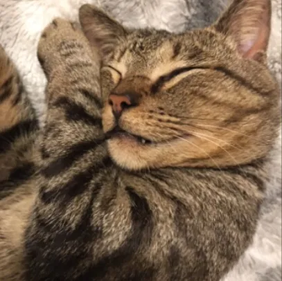 Lost cat in Ellenwood, GA, 30294