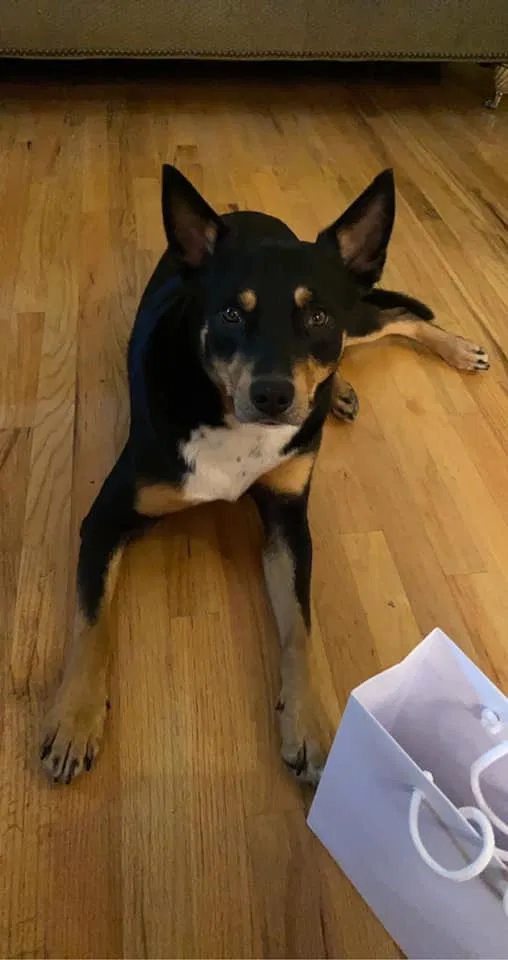 Lost dog in Knoxville, TN, 37938