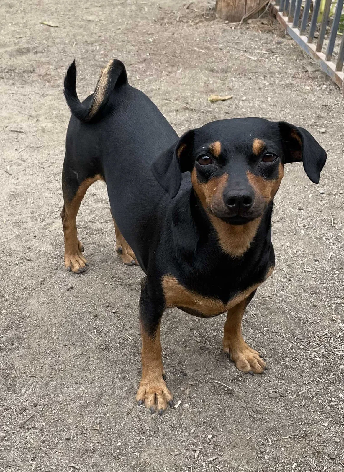Lost dog in Hemet, CA, 92545