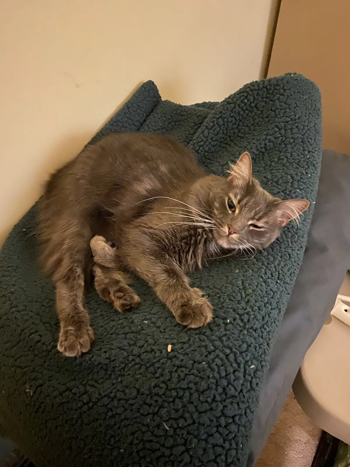 Lost cat in Alpharetta, GA, 30022