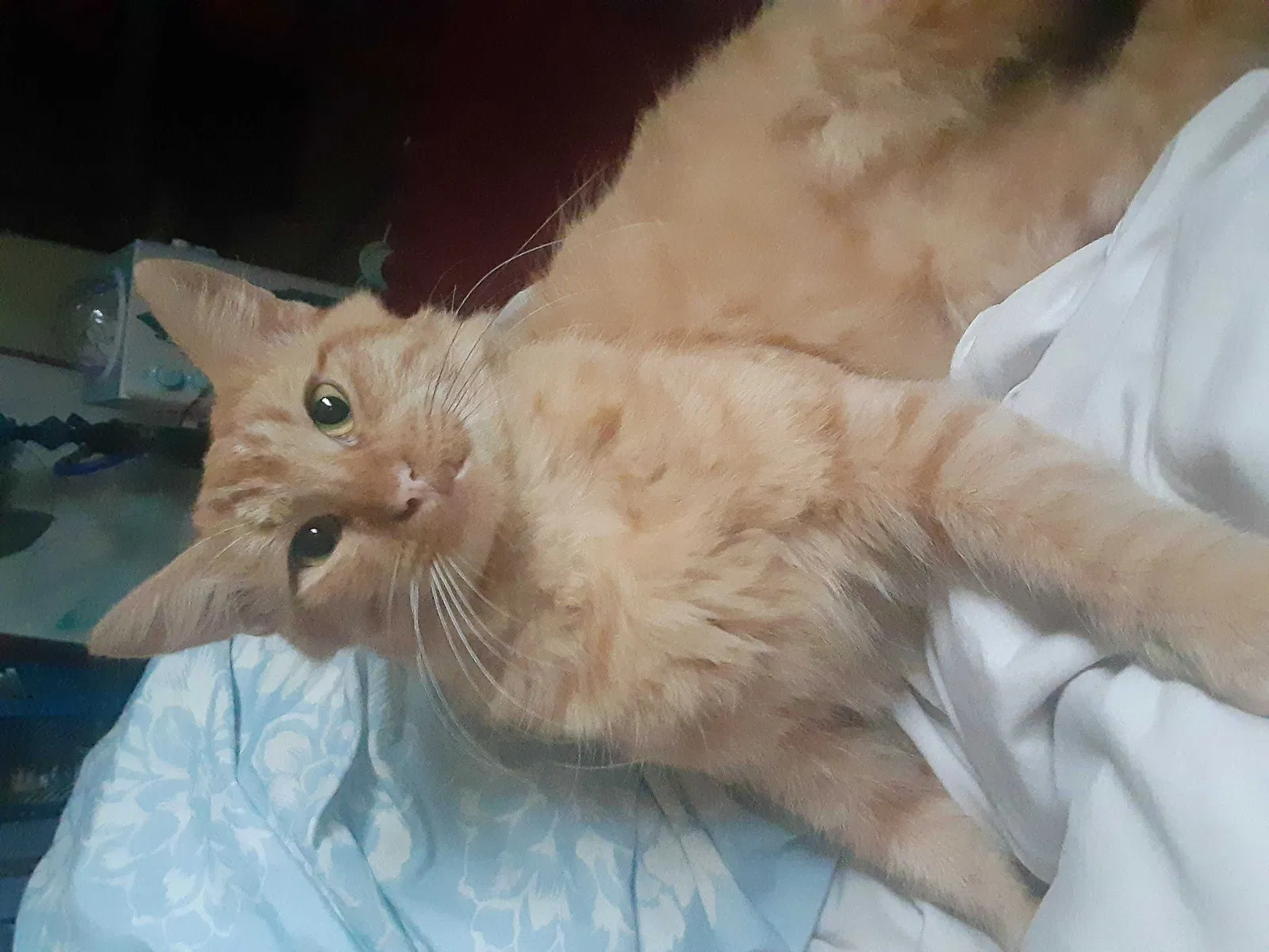 Lost cat in Lafayette, LA, 70508