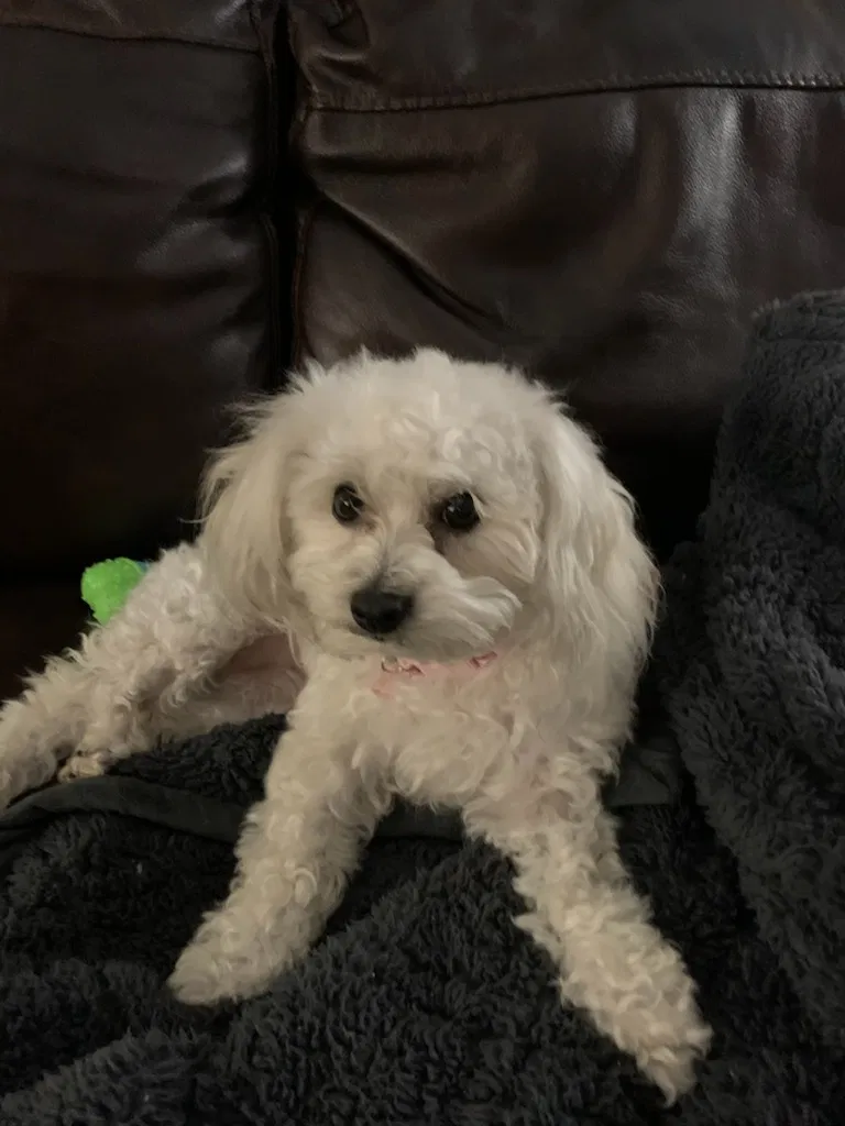 Lost dog in West Monroe, LA, 71292