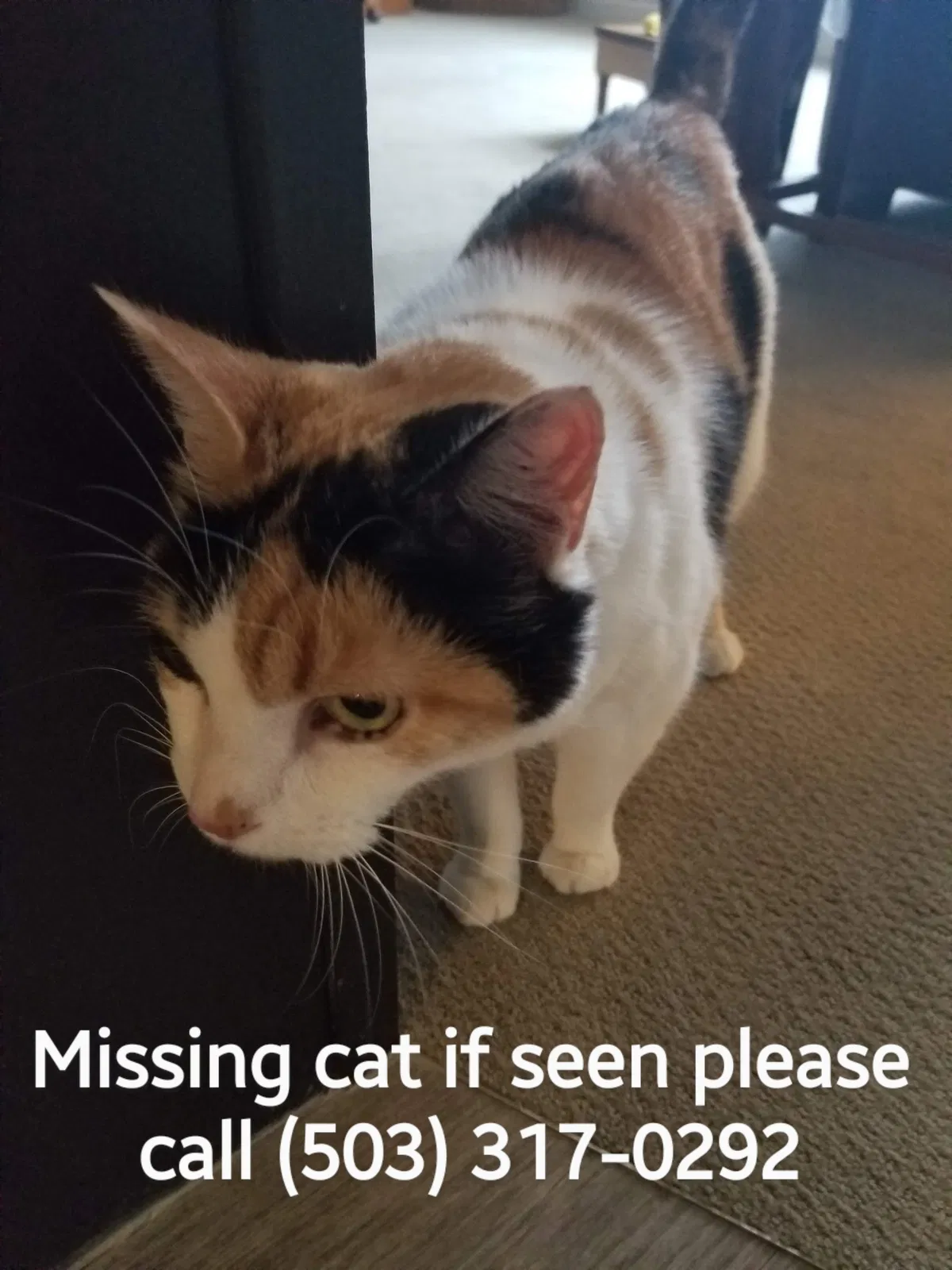 Lost cat in Portland, OR, 97223